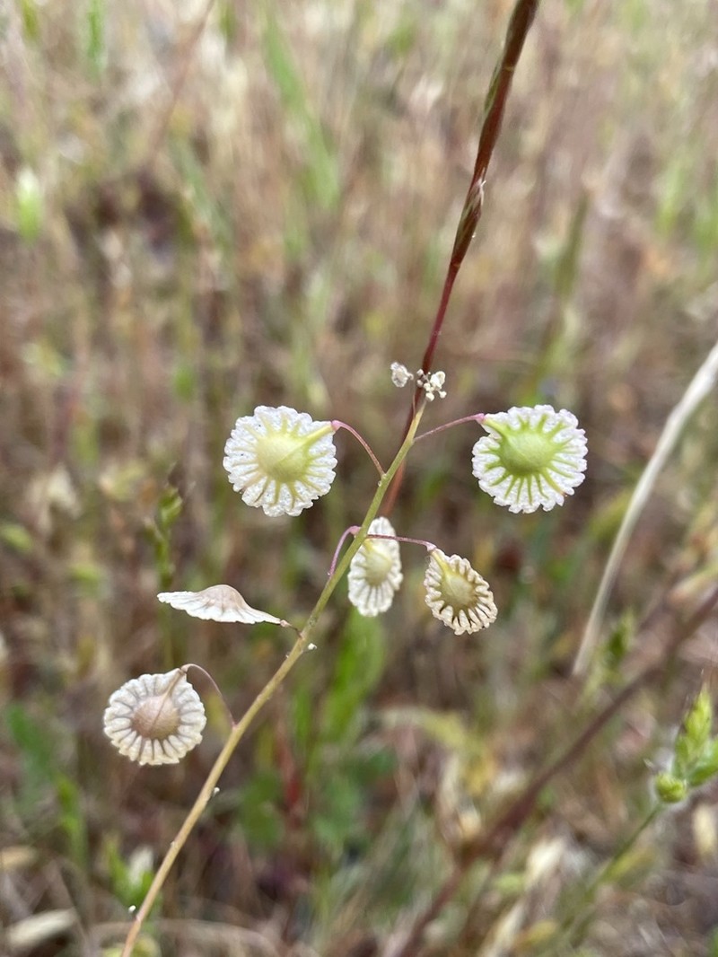 Ribbed Fringepod photo 3