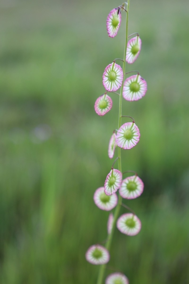 Ribbed Fringepod photo 4