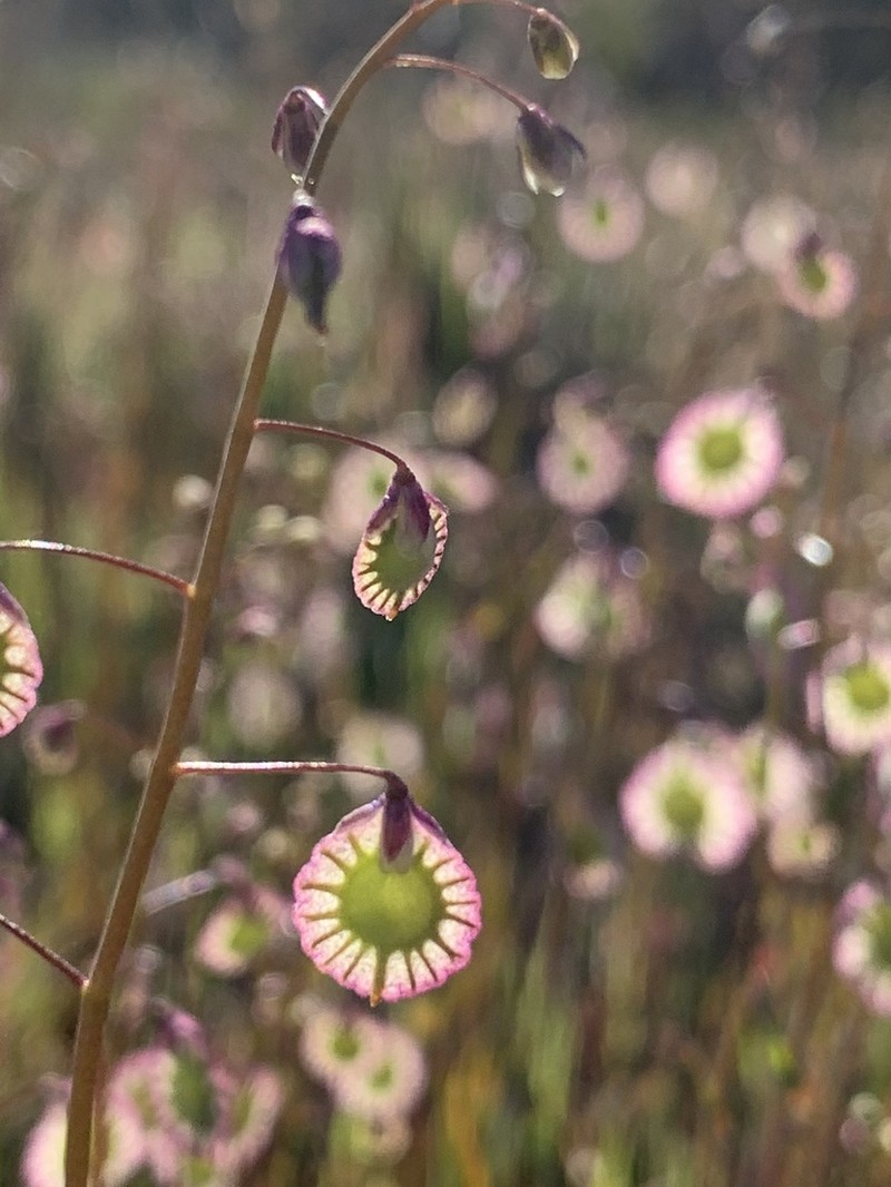 Ribbed Fringepod photo 5