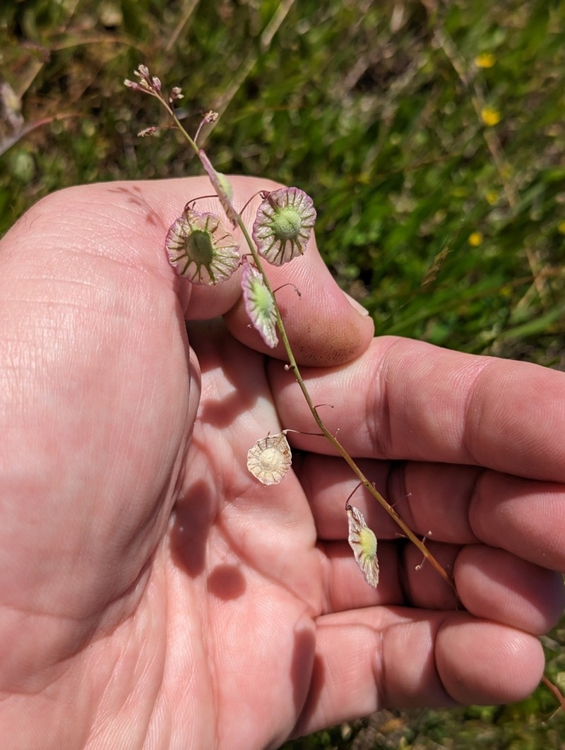 Ribbed Fringepod photo 7