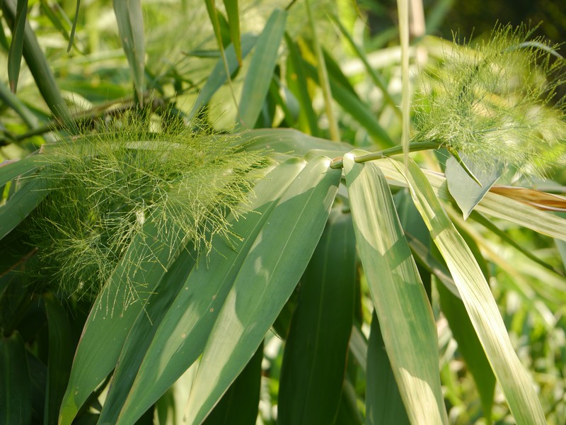 Tiger Grass photo 3