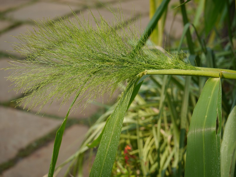 Tiger Grass photo 4