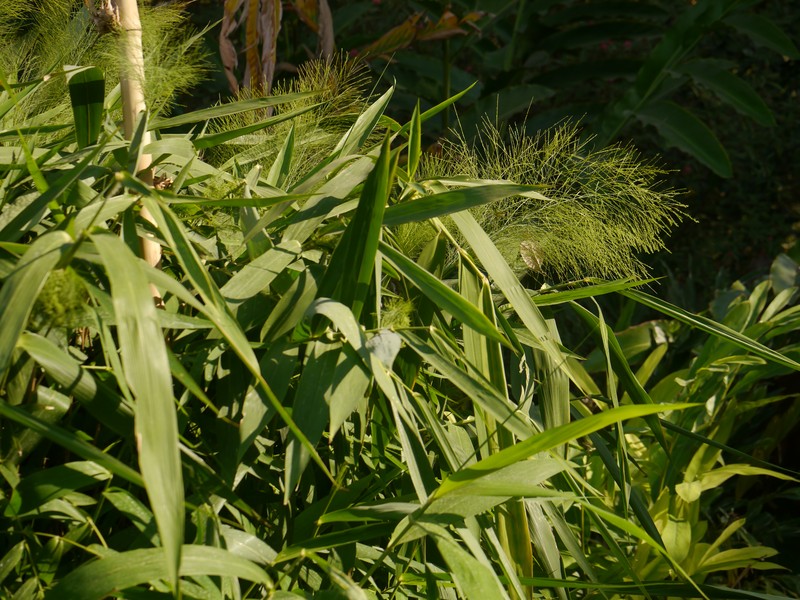 Tiger Grass photo 5