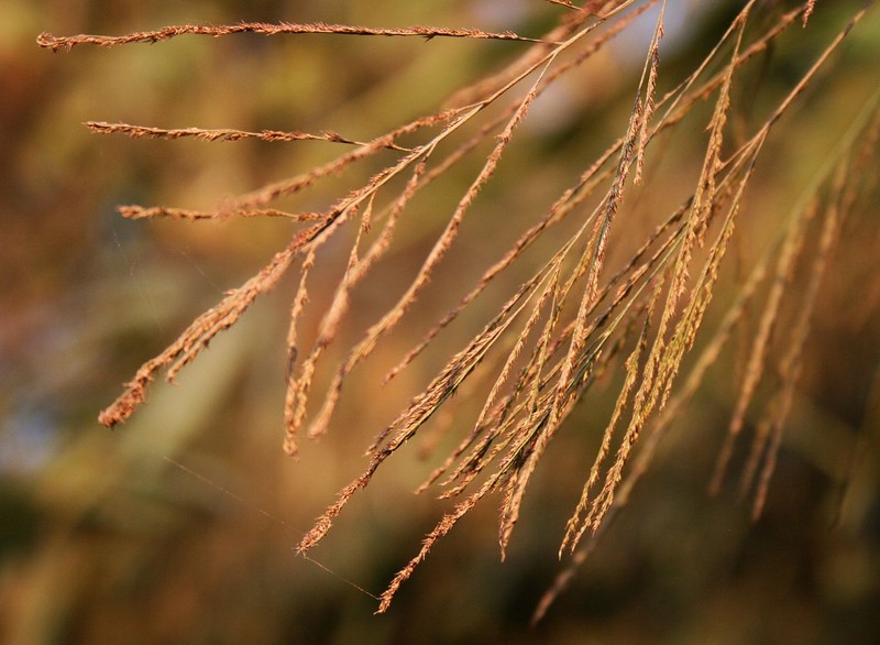 Tiger Grass photo 2