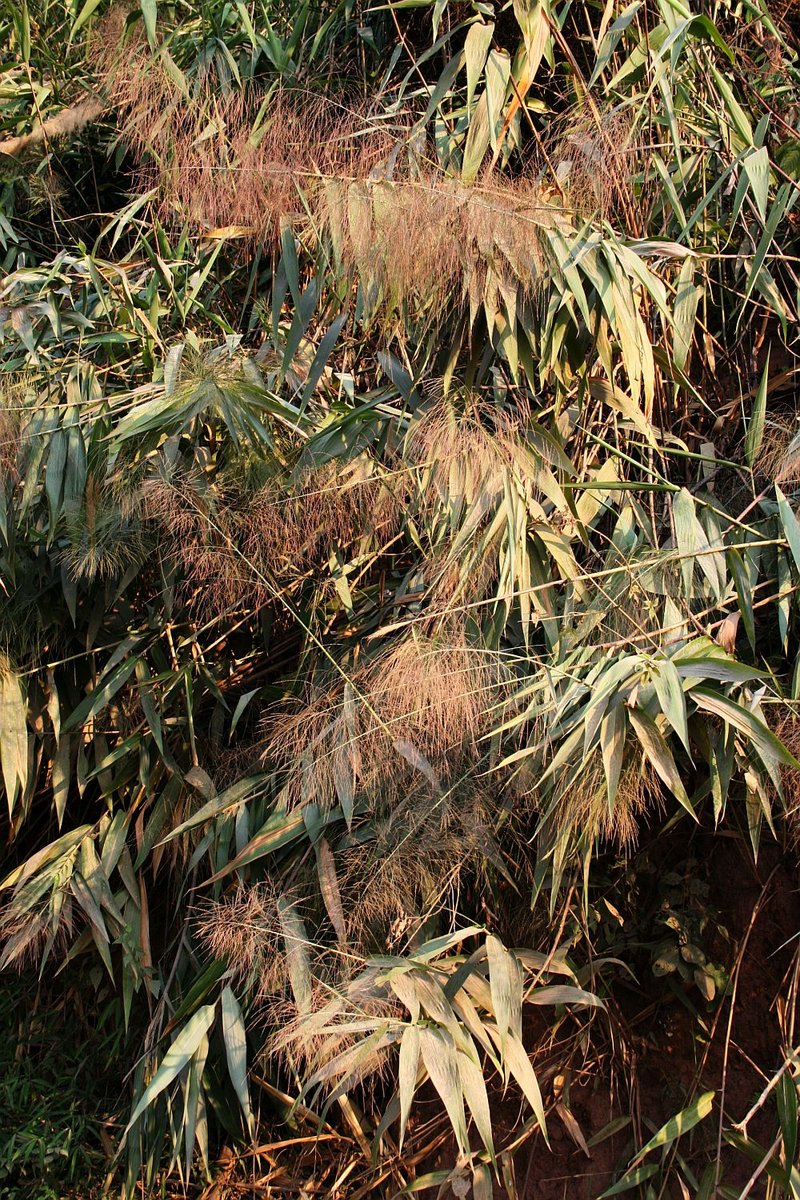 Tiger Grass photo 7
