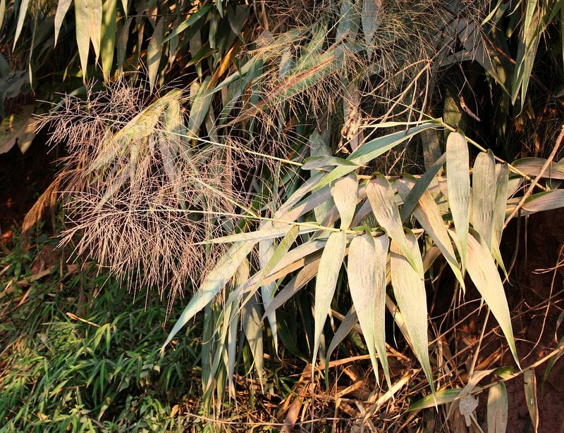 Tiger Grass photo 8