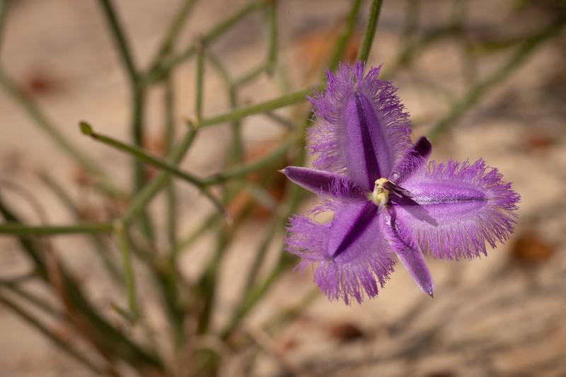 Thysanotus kalbarriensis