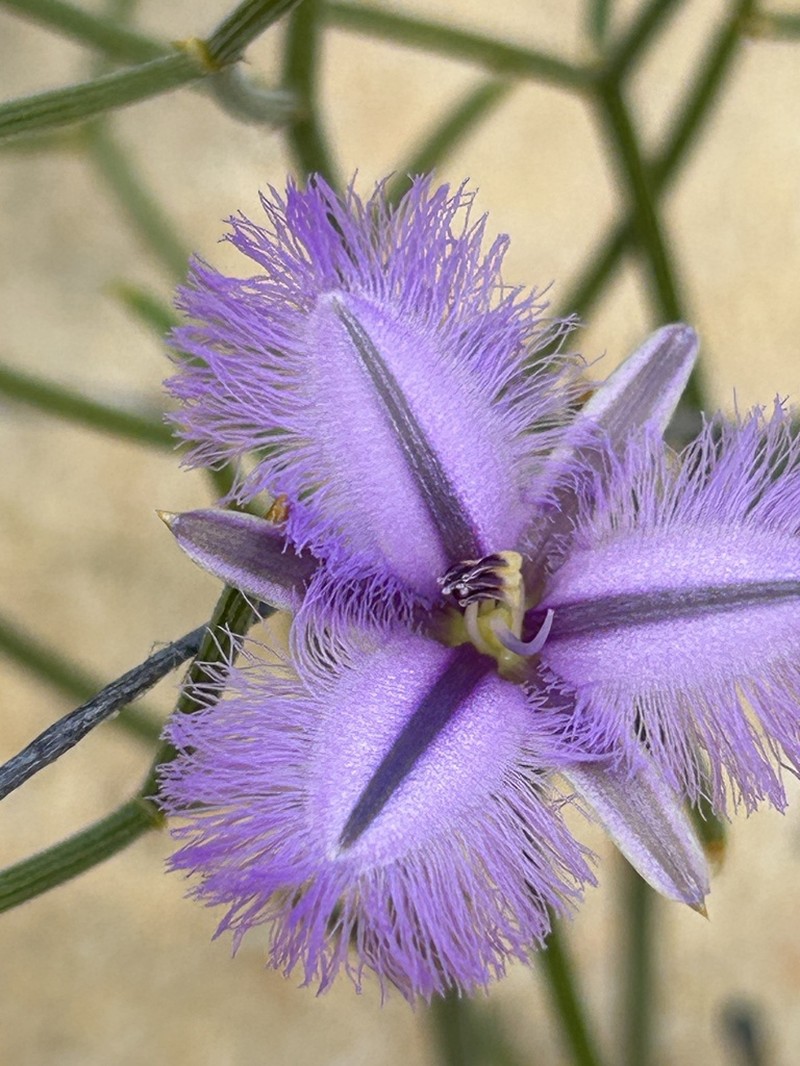 Thysanotus kalbarriensis photo 3