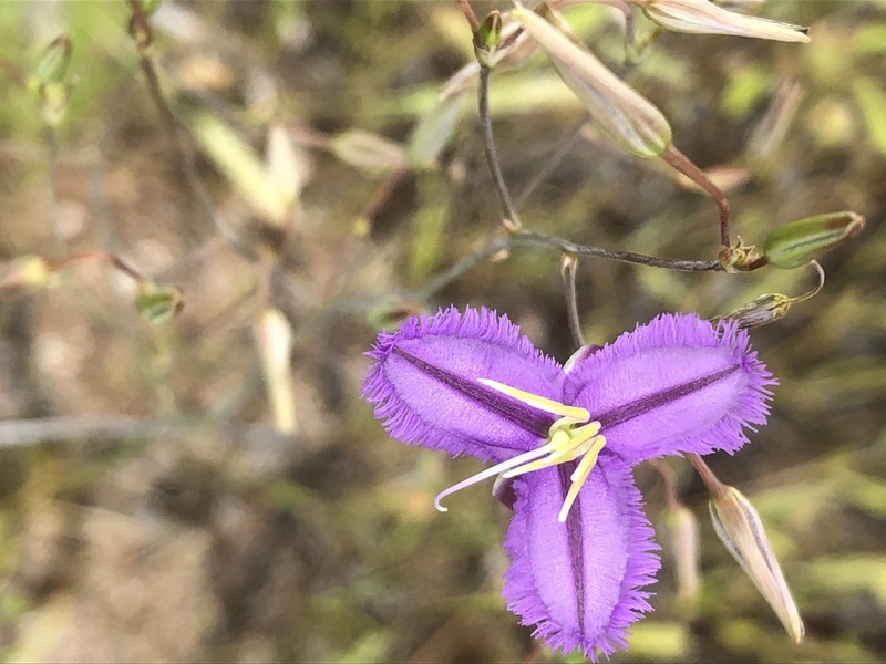 Thysanotus kalbarriensis photo 5