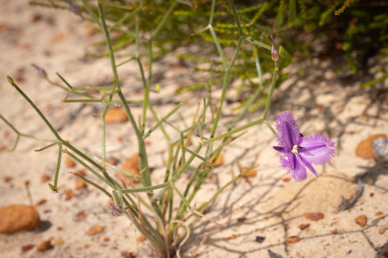 Thysanotus kalbarriensis photo 6