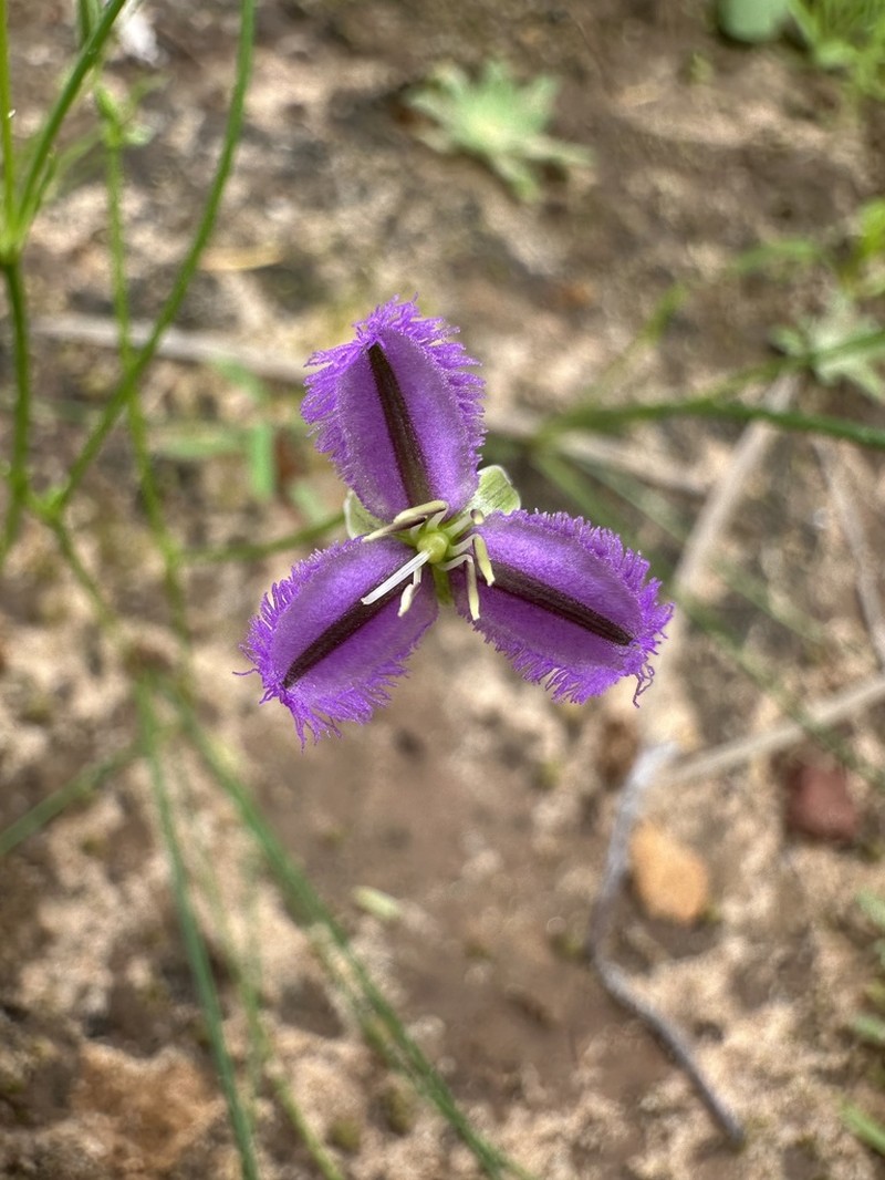 Thysanotus kalbarriensis photo 7