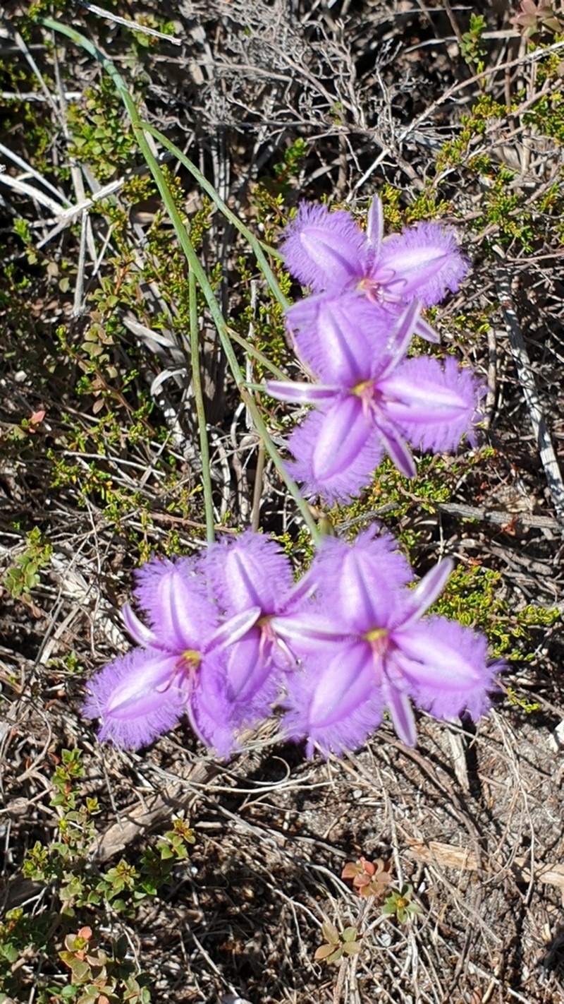 Thysanotus racemoides photo 2