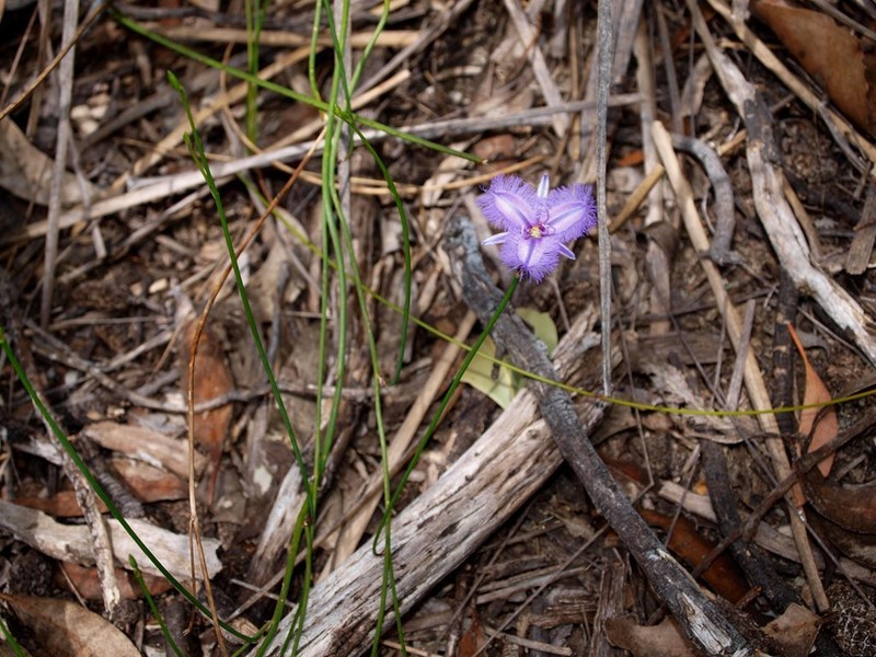 Thysanotus racemoides photo 3
