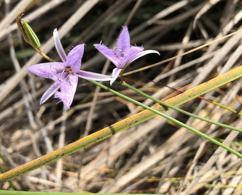 Thysanotus racemoides photo 4