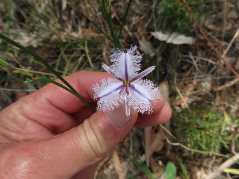 Thysanotus racemoides photo 5