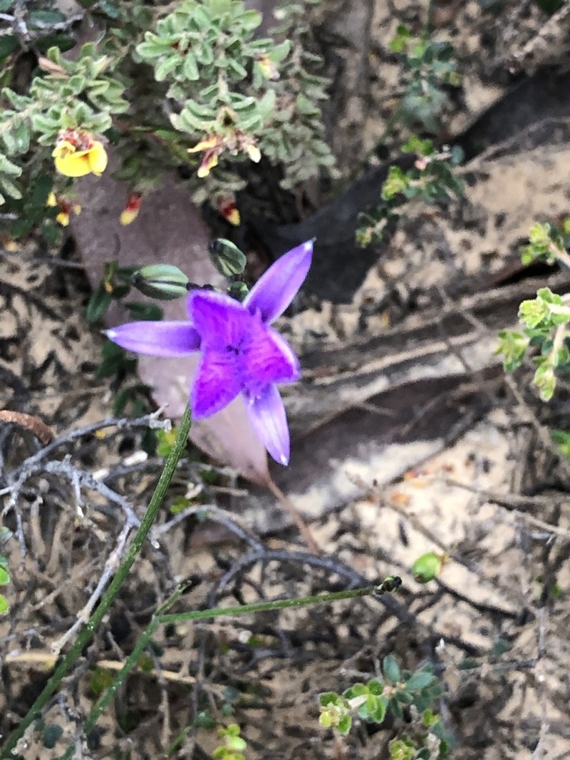 Thysanotus racemoides photo 6