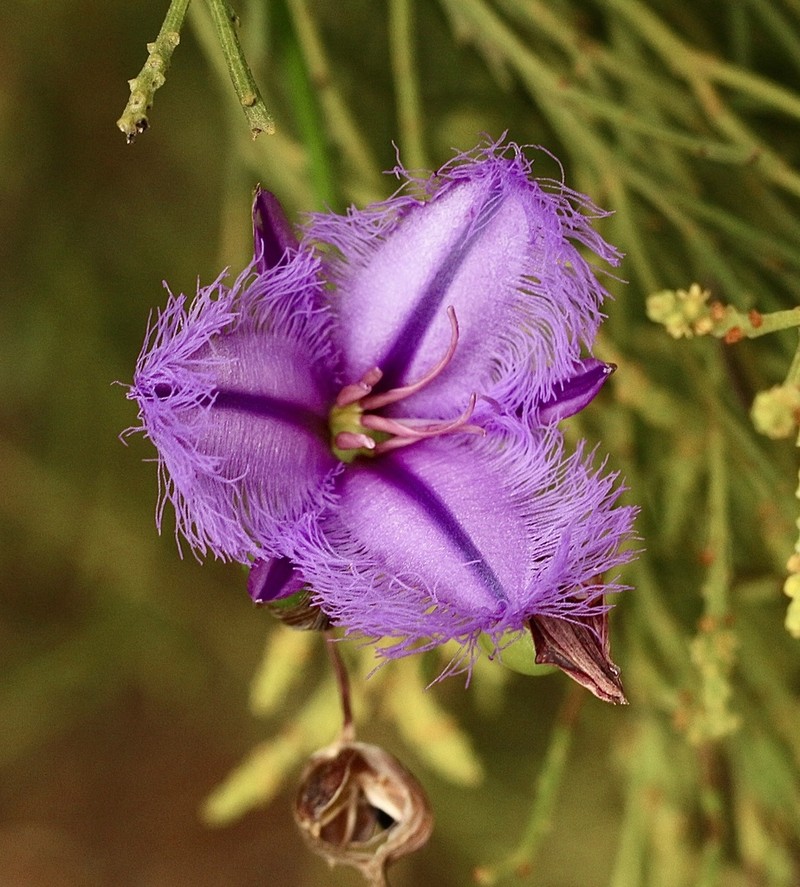 Thysanotus racemoides photo 7