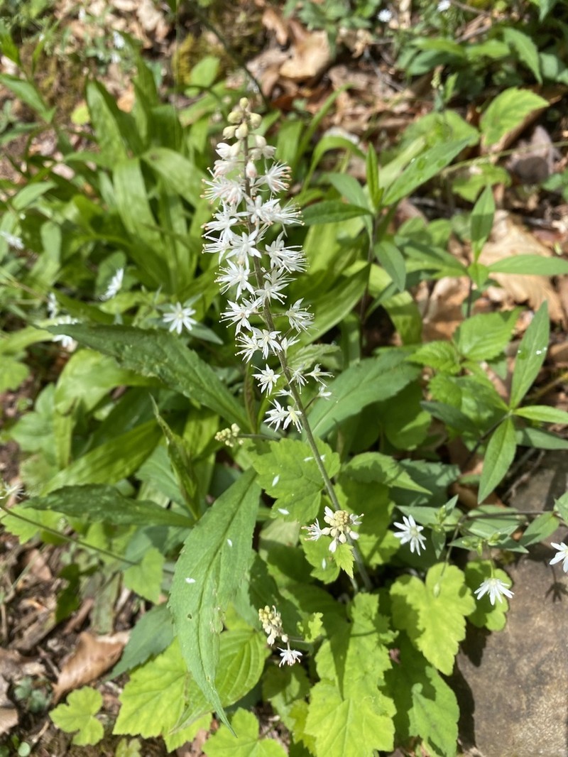 Tiarella austrina photo 2