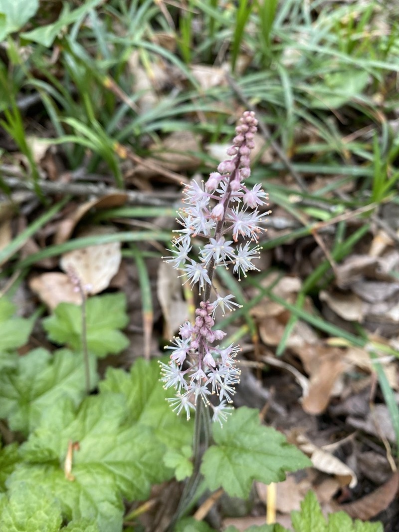 Tiarella austrina photo 3