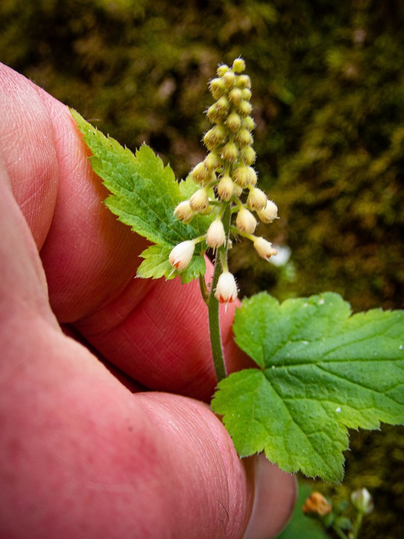 Tiarella austrina photo 4