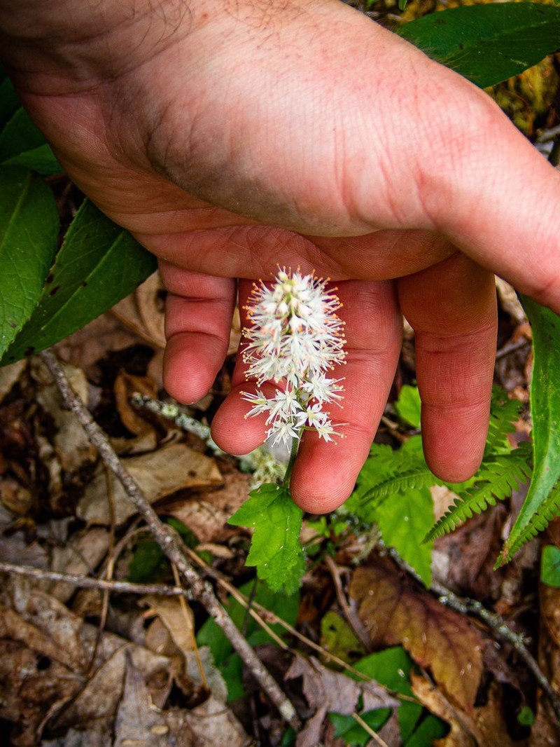 Tiarella austrina photo 5