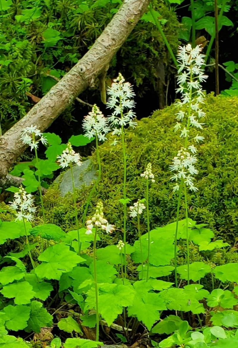 Tiarella austrina photo 6