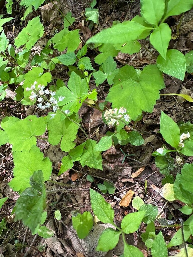 Tiarella austrina photo 7