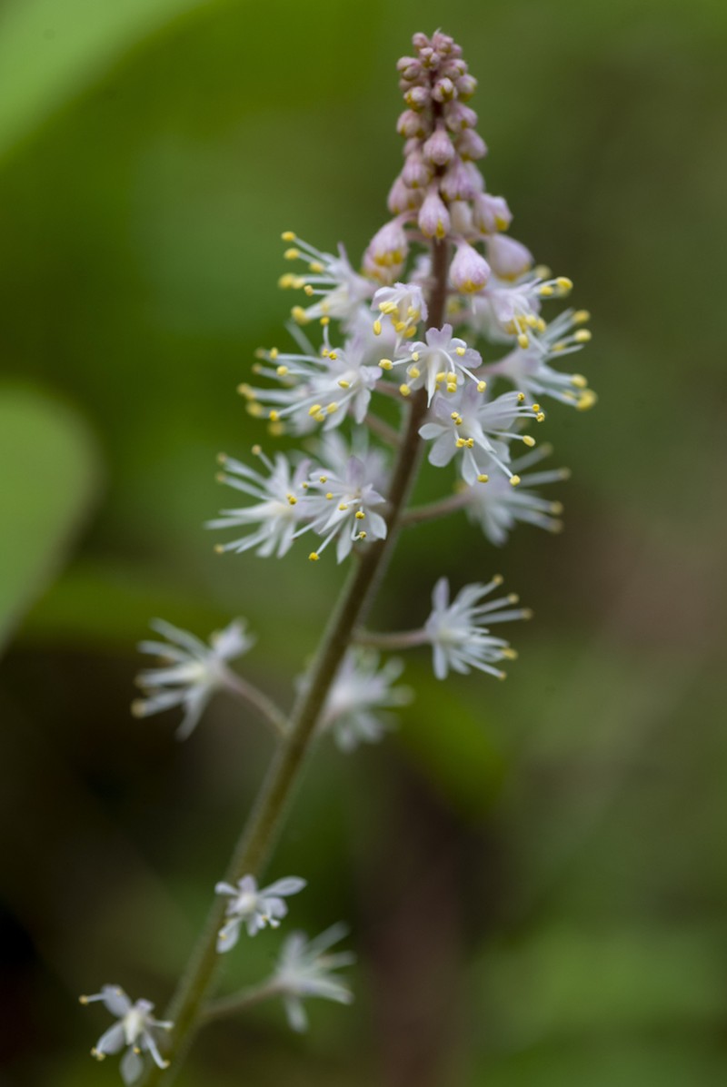Heartleaf Foamflower photo 3