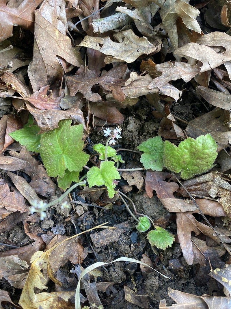 Heartleaf Foamflower photo 4