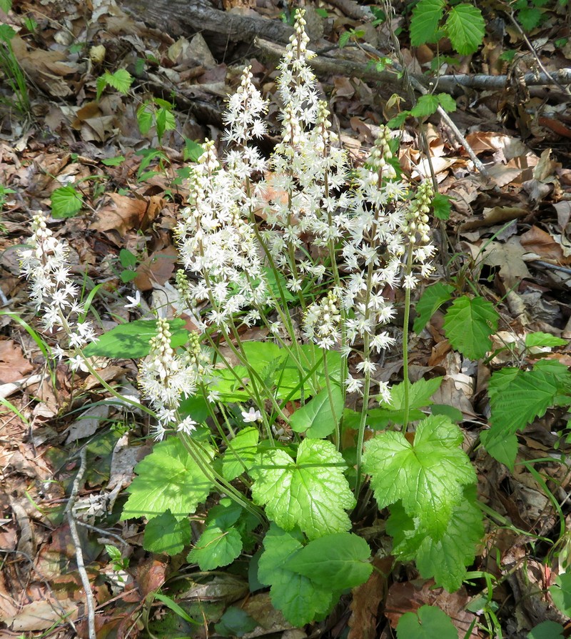 Heartleaf Foamflower photo 5