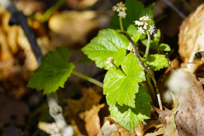 Heartleaf Foamflower photo 6