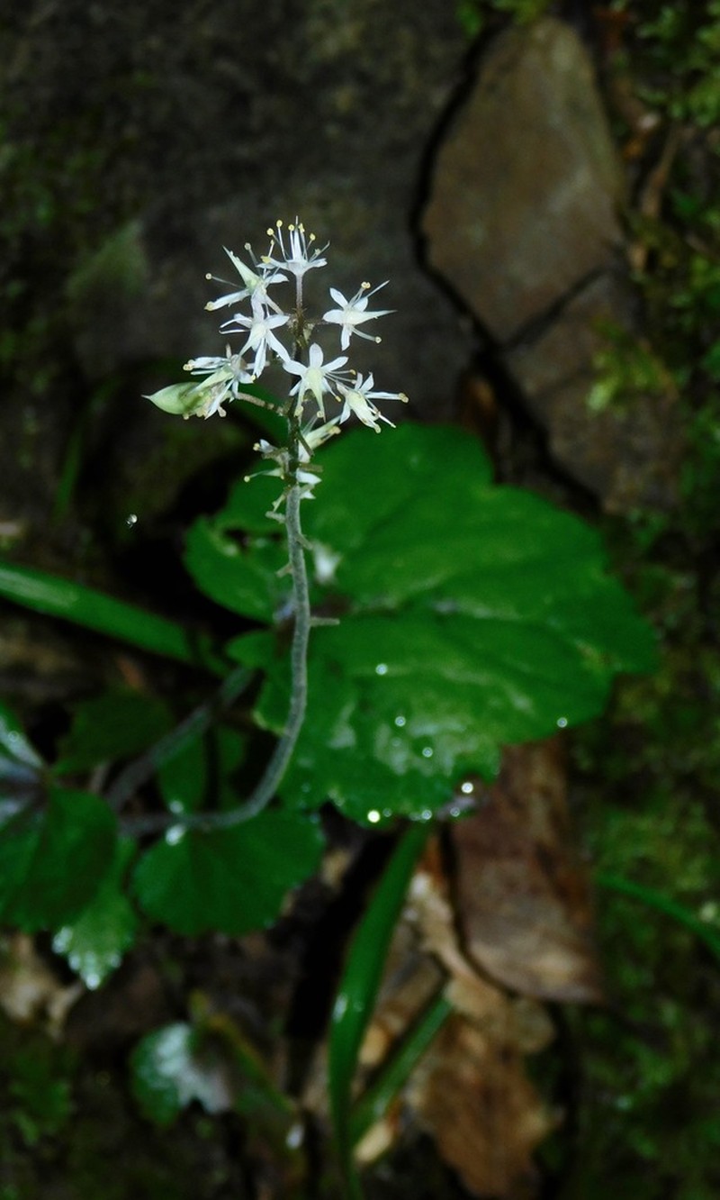 Heartleaf Foamflower photo 7