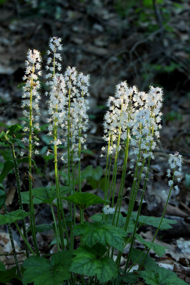Heartleaf Foamflower
