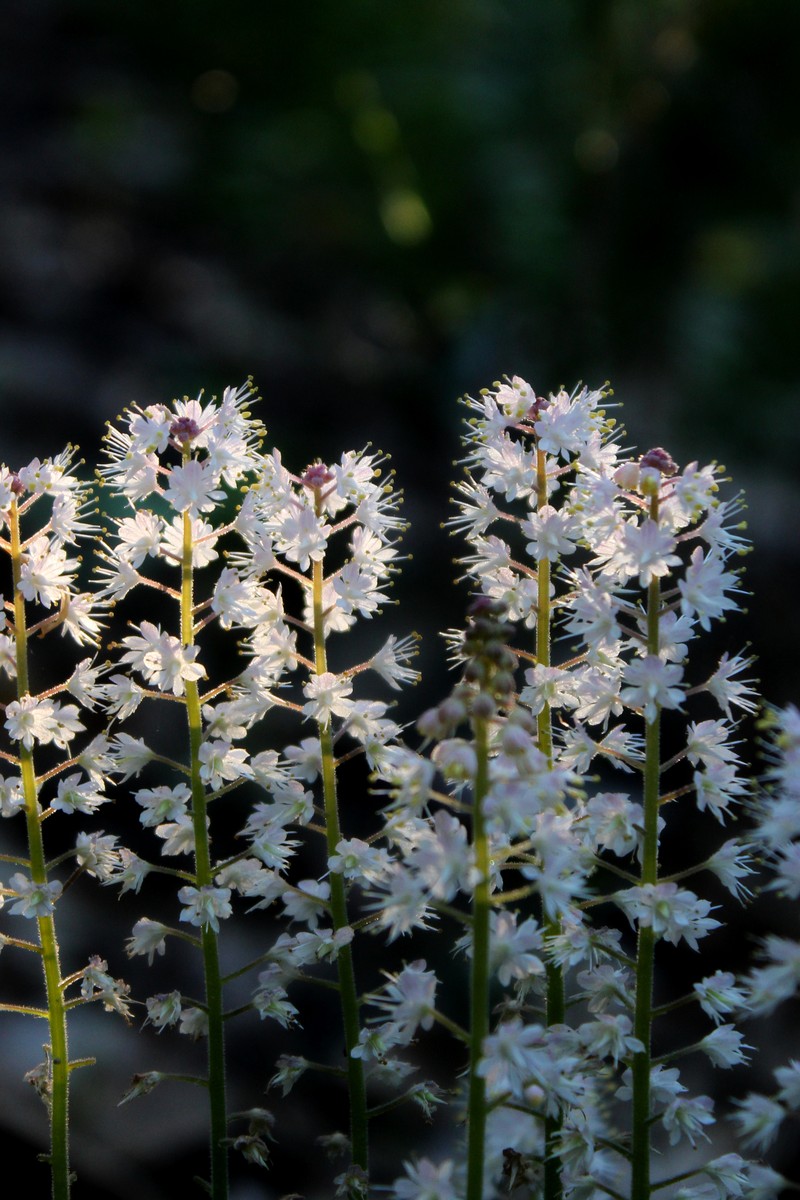 Heartleaf Foamflower photo 6