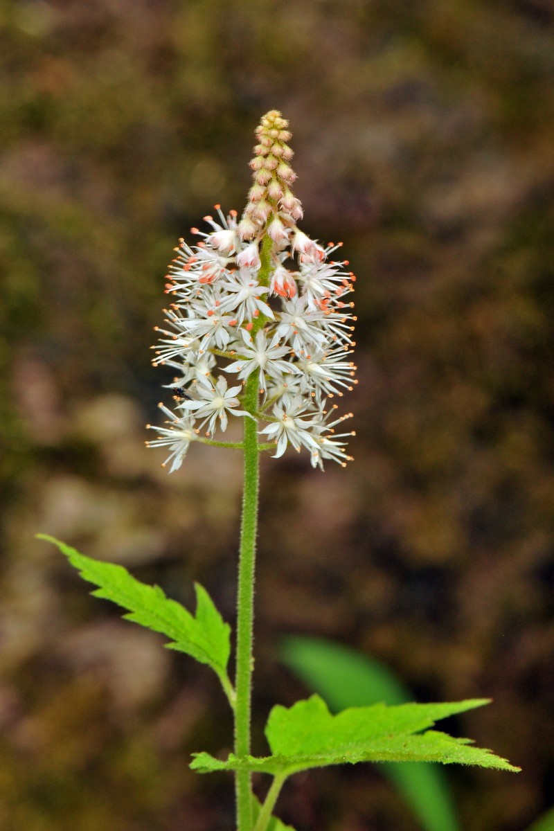 Tiarella nautila