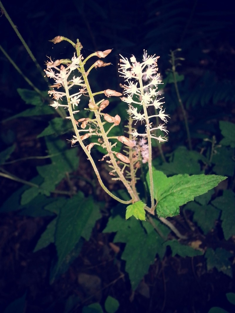Tiarella nautila photo 2