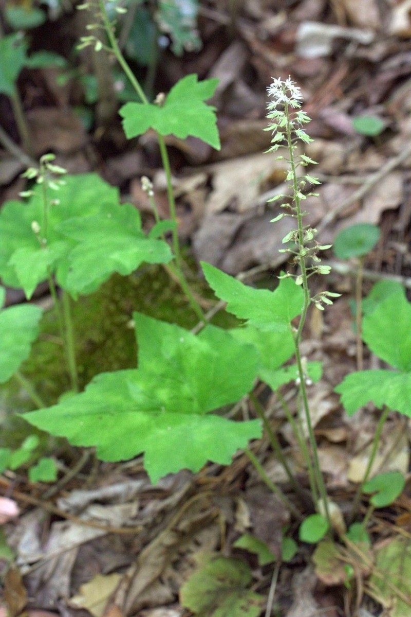 Tiarella nautila photo 4