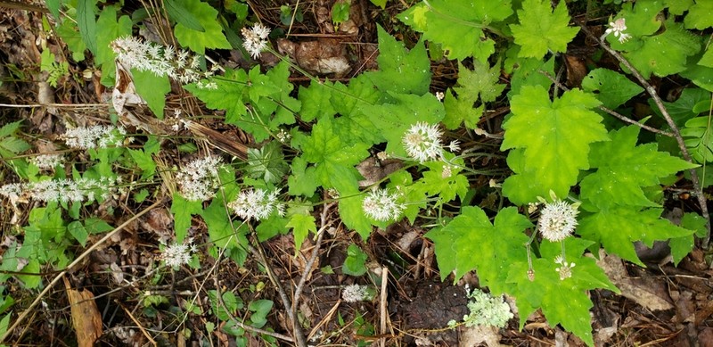 Tiarella nautila photo 5