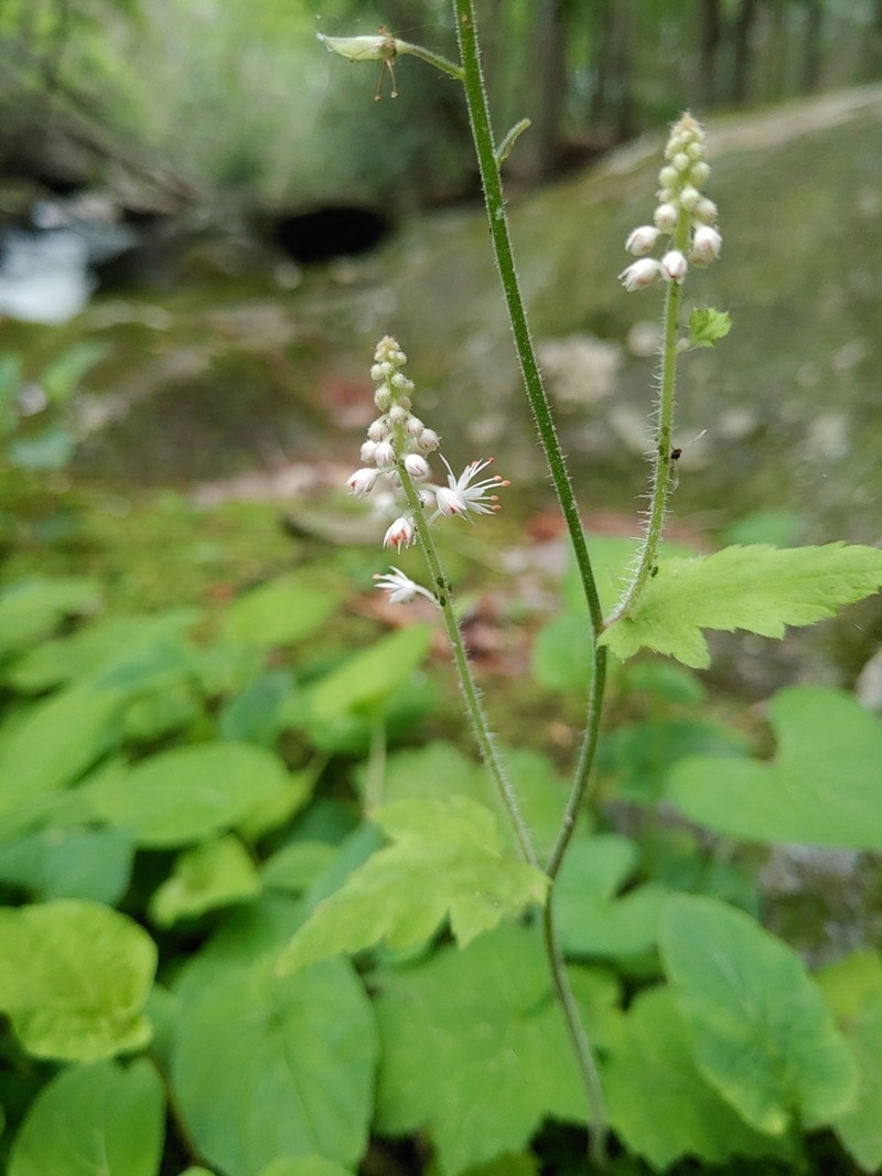 Tiarella nautila photo 6