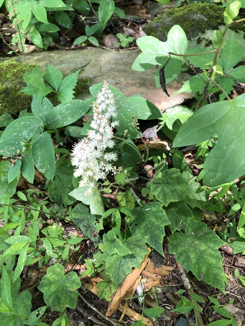 Tiarella nautila photo 7