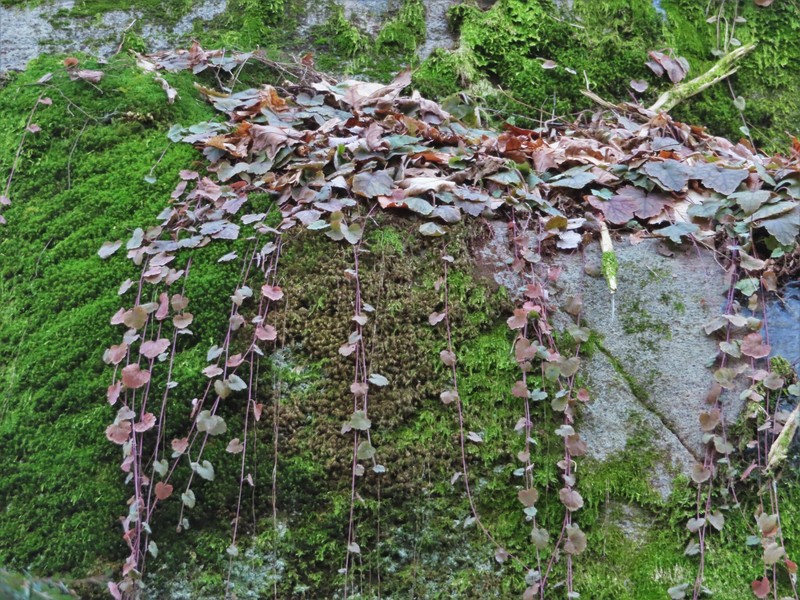 Tiarella stolonifera photo 2