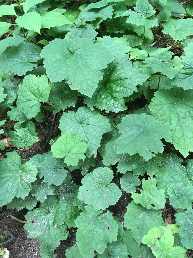 Tiarella stolonifera photo 3