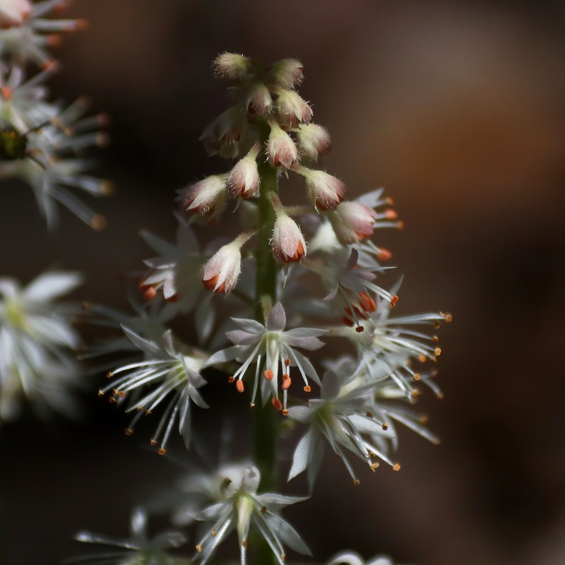 Tiarella stolonifera photo 4
