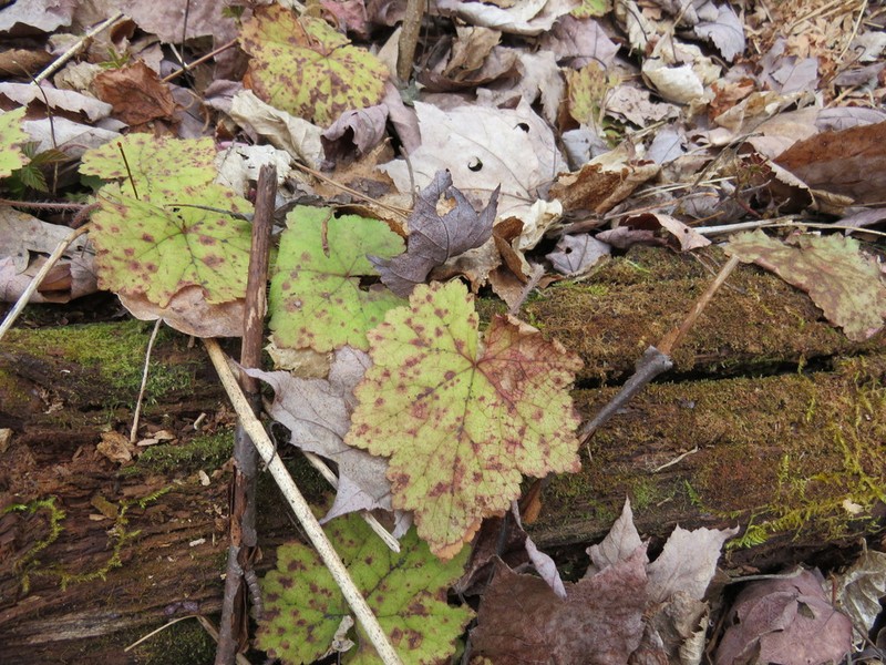 Tiarella stolonifera photo 5
