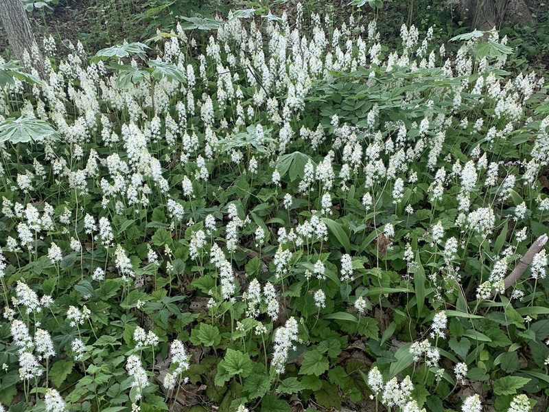 Tiarella stolonifera photo 6