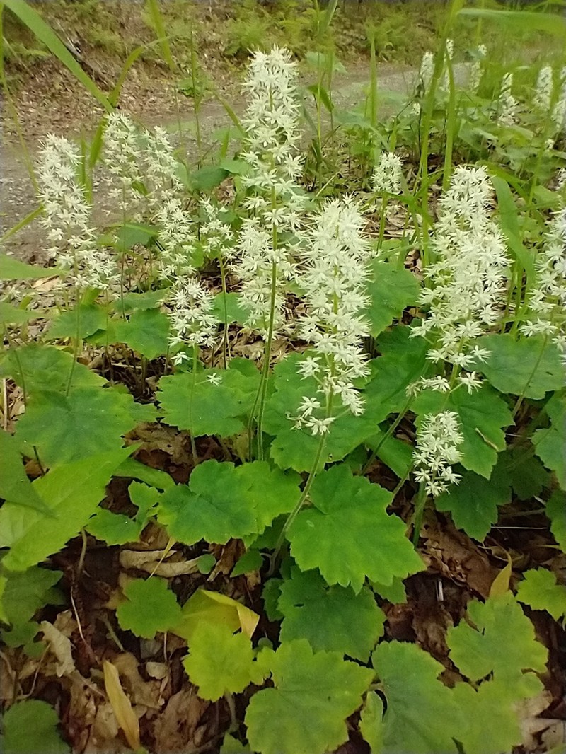 Tiarella stolonifera photo 7