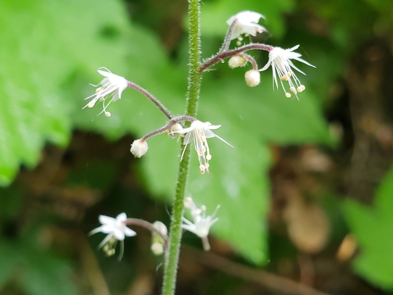 Threeleaf Foamflower photo 3