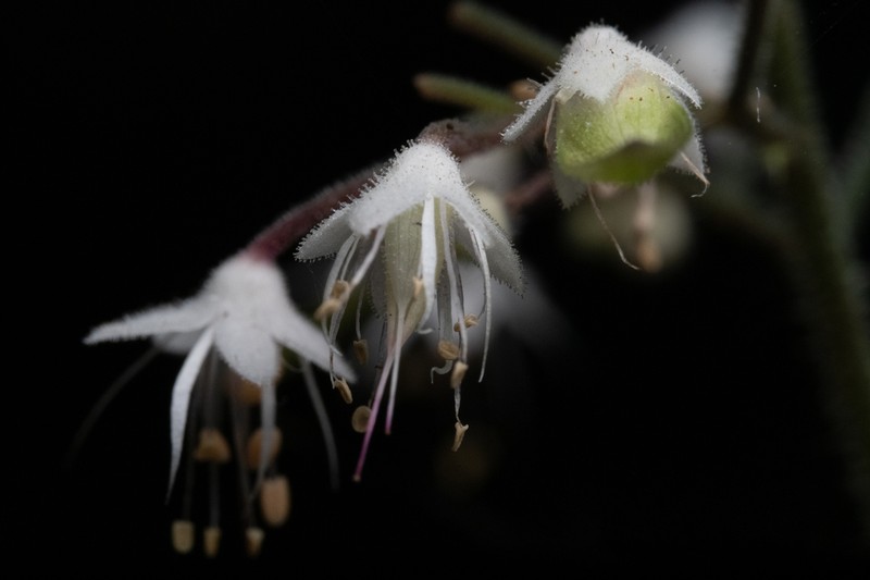 Threeleaf Foamflower photo 4