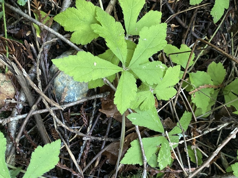 Threeleaf Foamflower photo 5