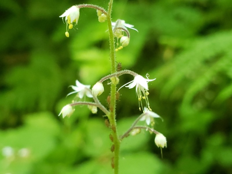 Threeleaf Foamflower photo 6